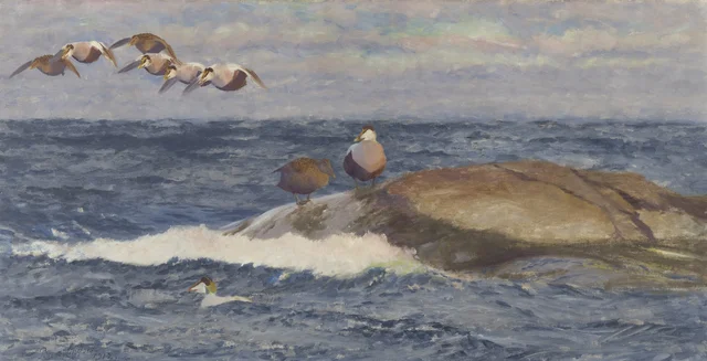 Eiders sobre un mar agitado