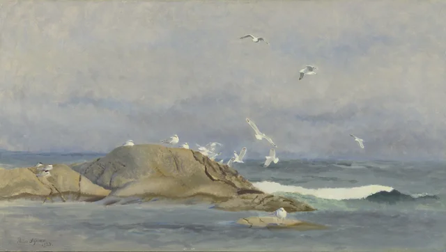 Gaviotas argénteas y charranes en los islotes de la costa escandinava