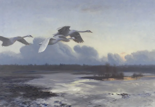 Cisnes vulgares en migración al anochecer