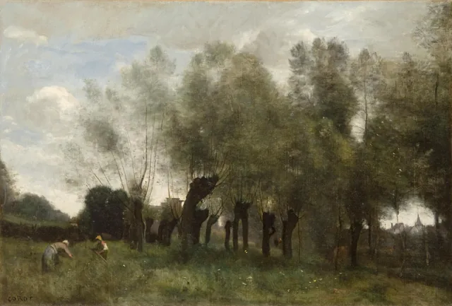 Pollard Willows