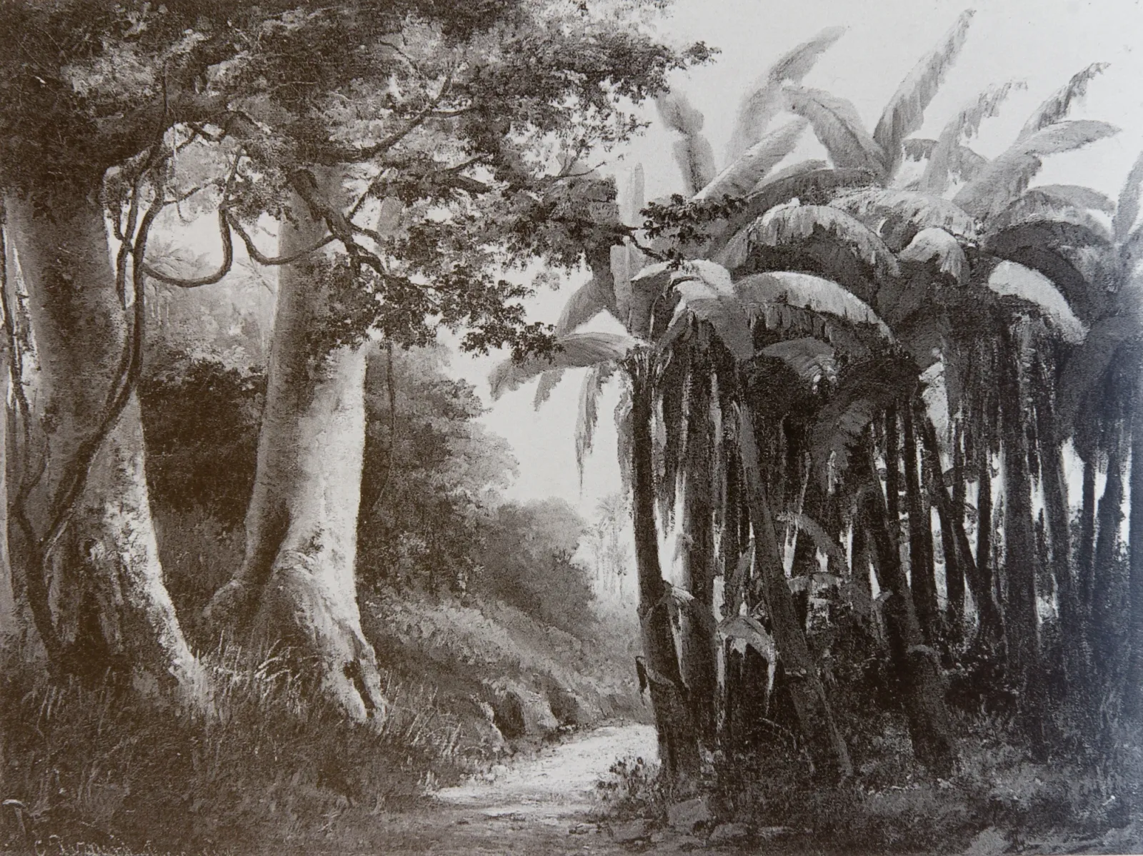 Forêt tropicale, Camille Pissarro