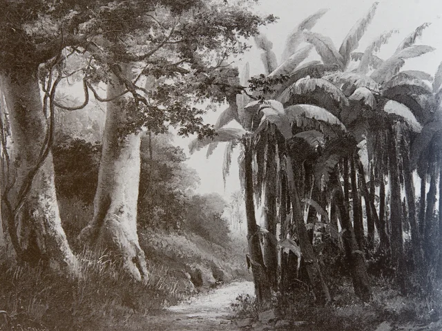 Selva tropical