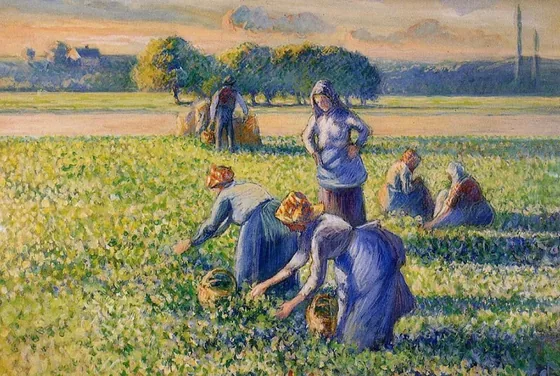 La Cueillette des pois