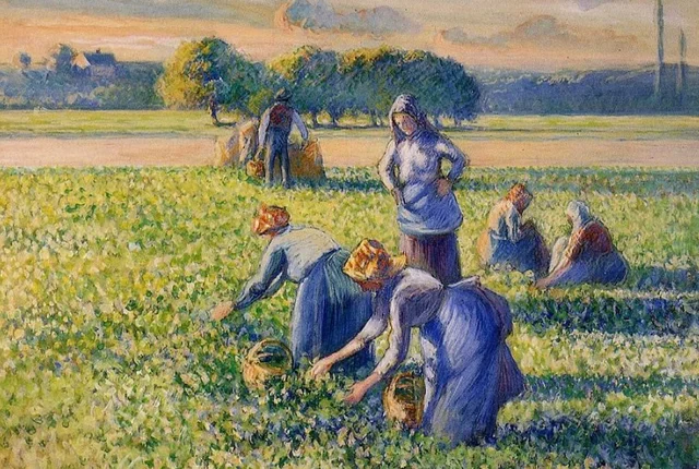 La recogida de guisantes