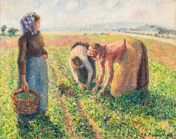 La cueillette des pois, Éragny