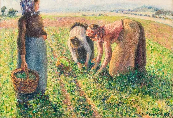 La cueillette des pois, Éragny