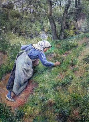 Paysanne ramassant de l'herbe