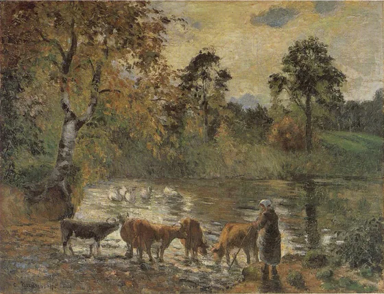 Vaches s’abreuvant dans l’étang de Montfoucault