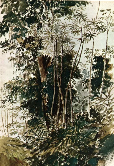 Végétation tropicale