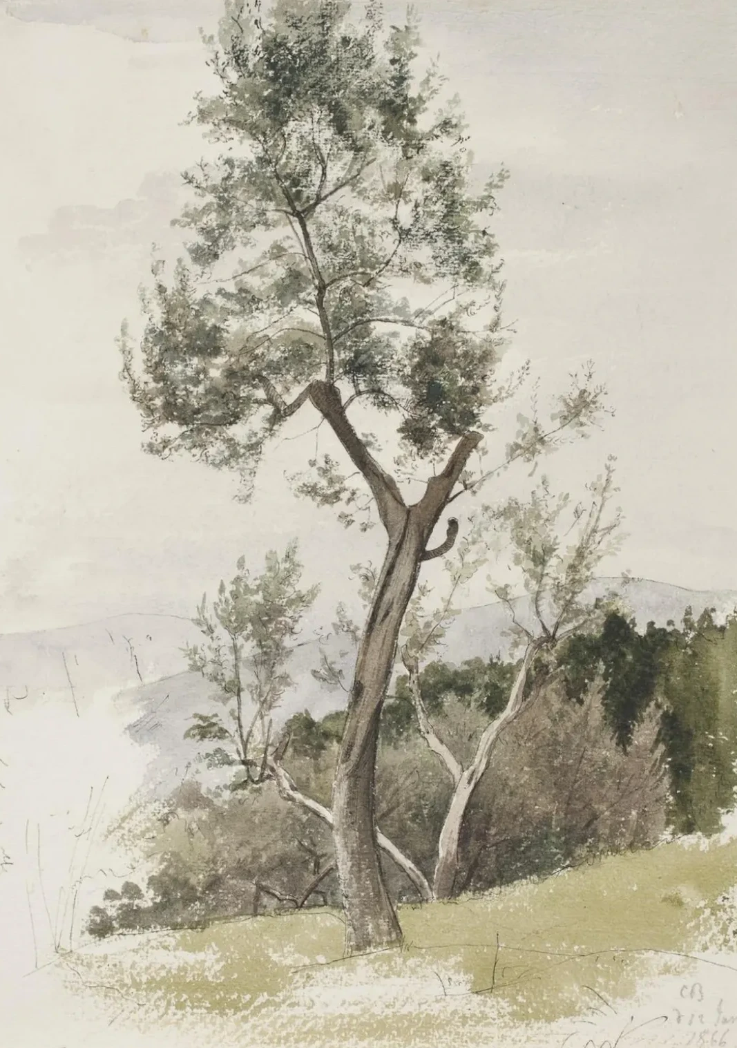 Árboles en una ladera de montaña, Carl Bloch