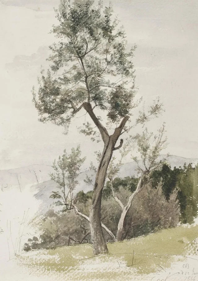 Árboles en una ladera de montaña