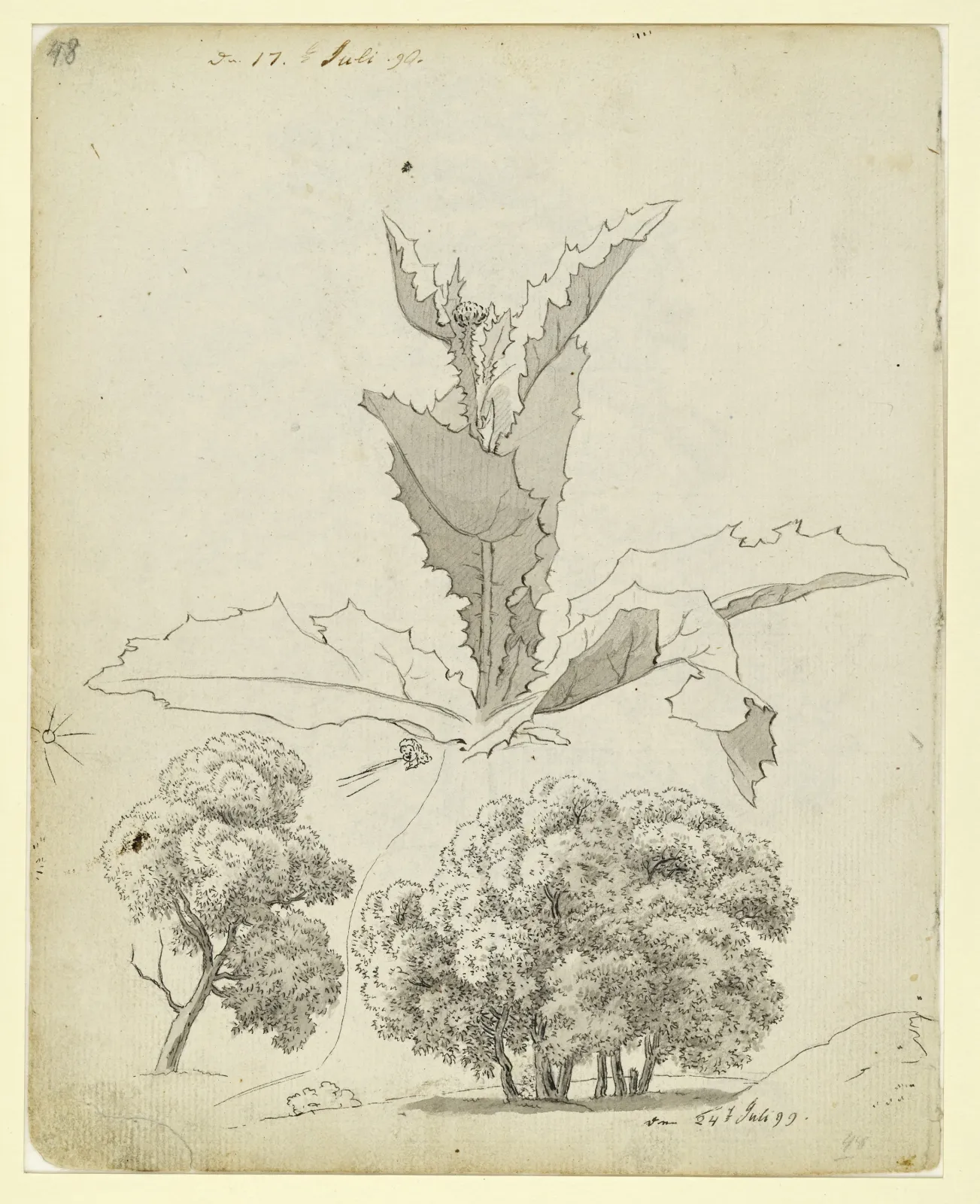 Un chardon et deux études d'arbres, Caspar David Friedrich