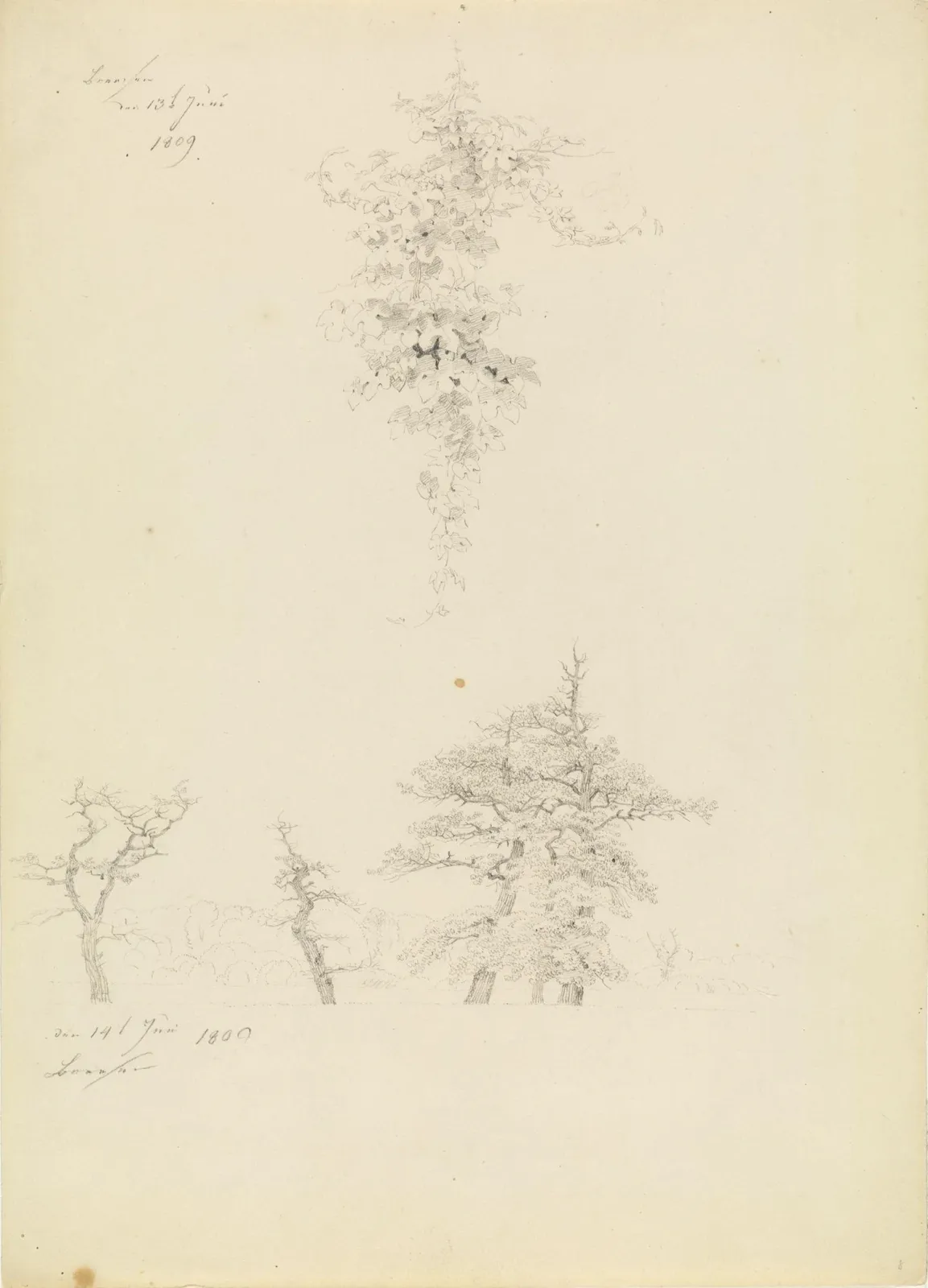 Études de pampres et de hêtres en lisière de forêt, Caspar David Friedrich