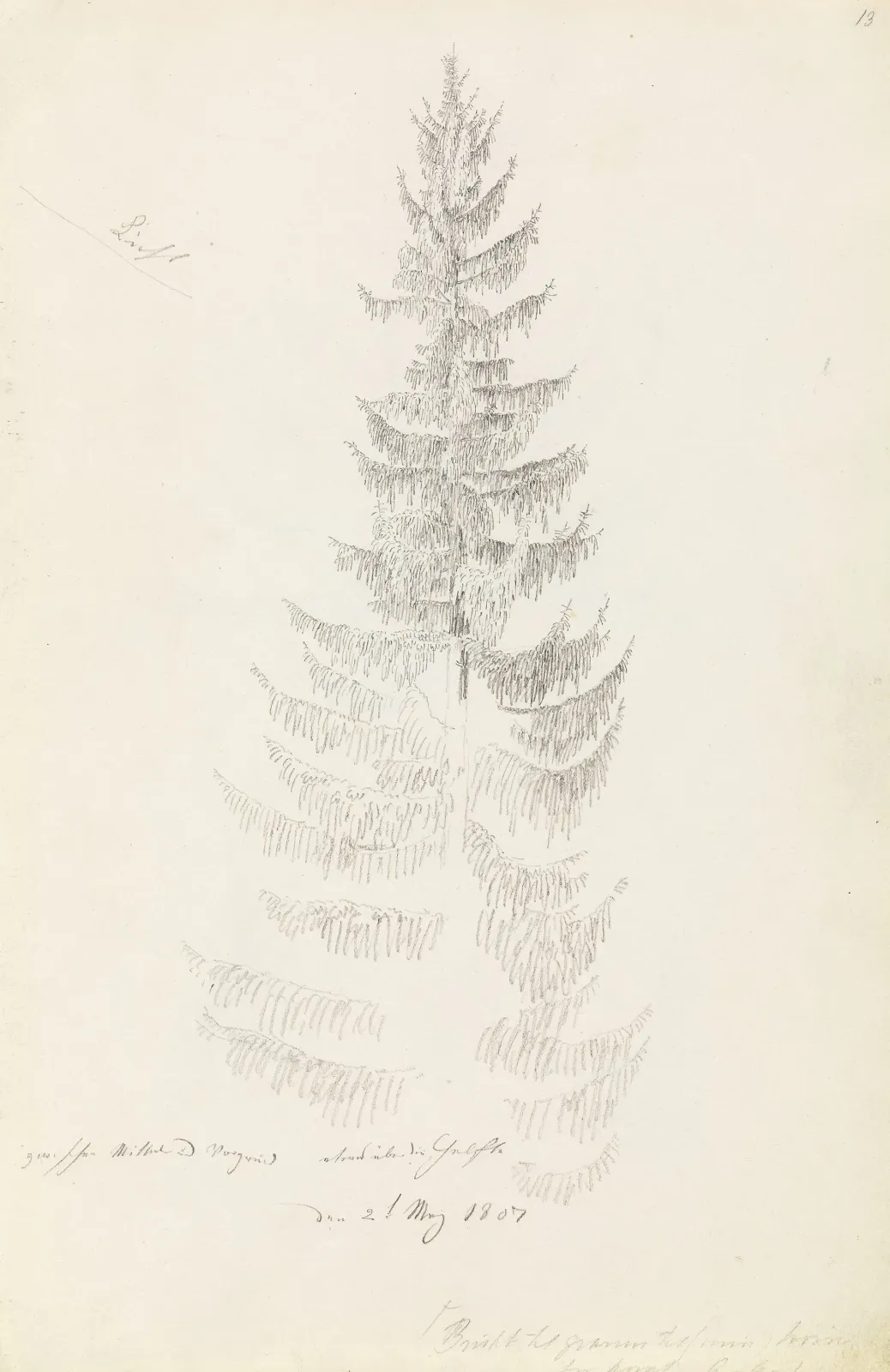 Fichte, Caspar David Friedrich