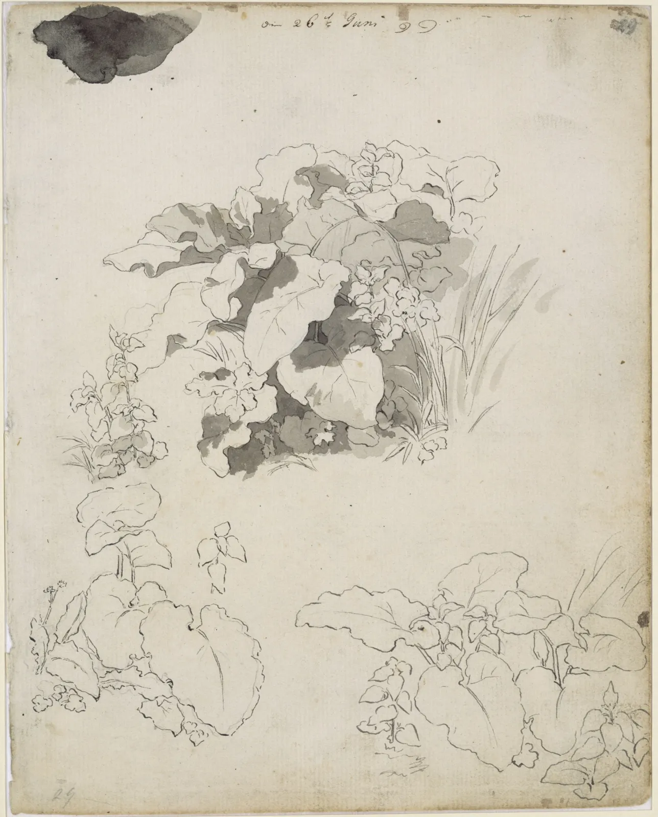 Études de plantes et de feuilles, Caspar David Friedrich