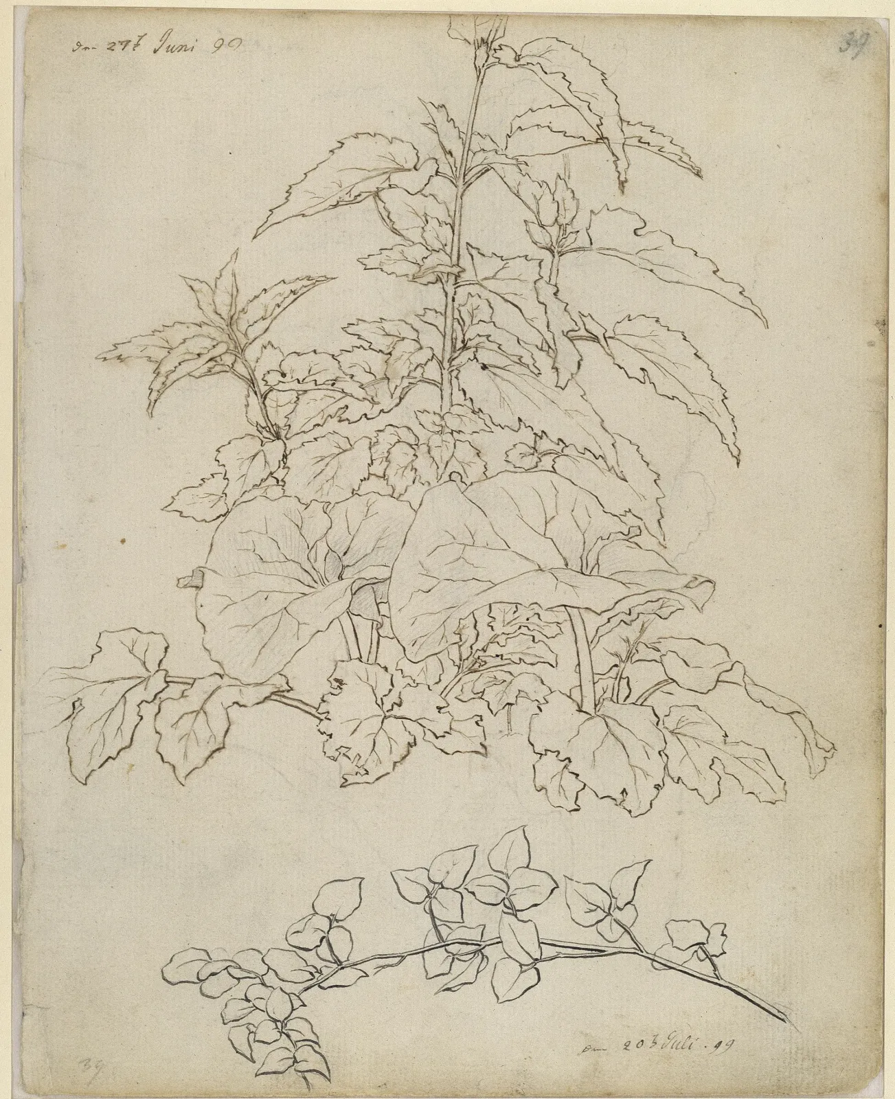 Études de plantes, Caspar David Friedrich