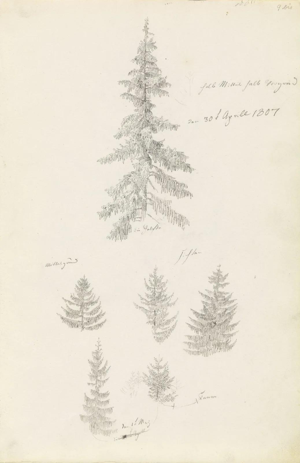 Six études d'épicéas et de sapins, Caspar David Friedrich