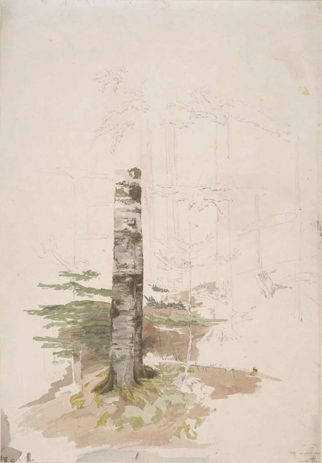 Étude à l'intérieur d'une forêt de conifères, Caspar David Friedrich