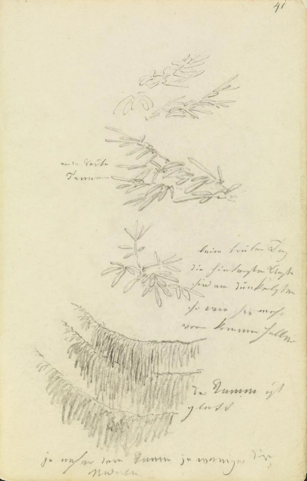 Studien von Tannenzweigen, Caspar David Friedrich
