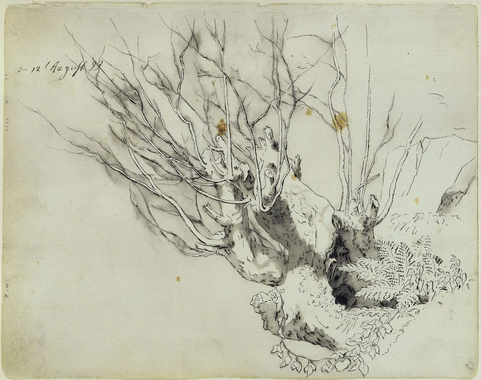 Souche de saule aux jeunes pousses, Caspar David Friedrich
