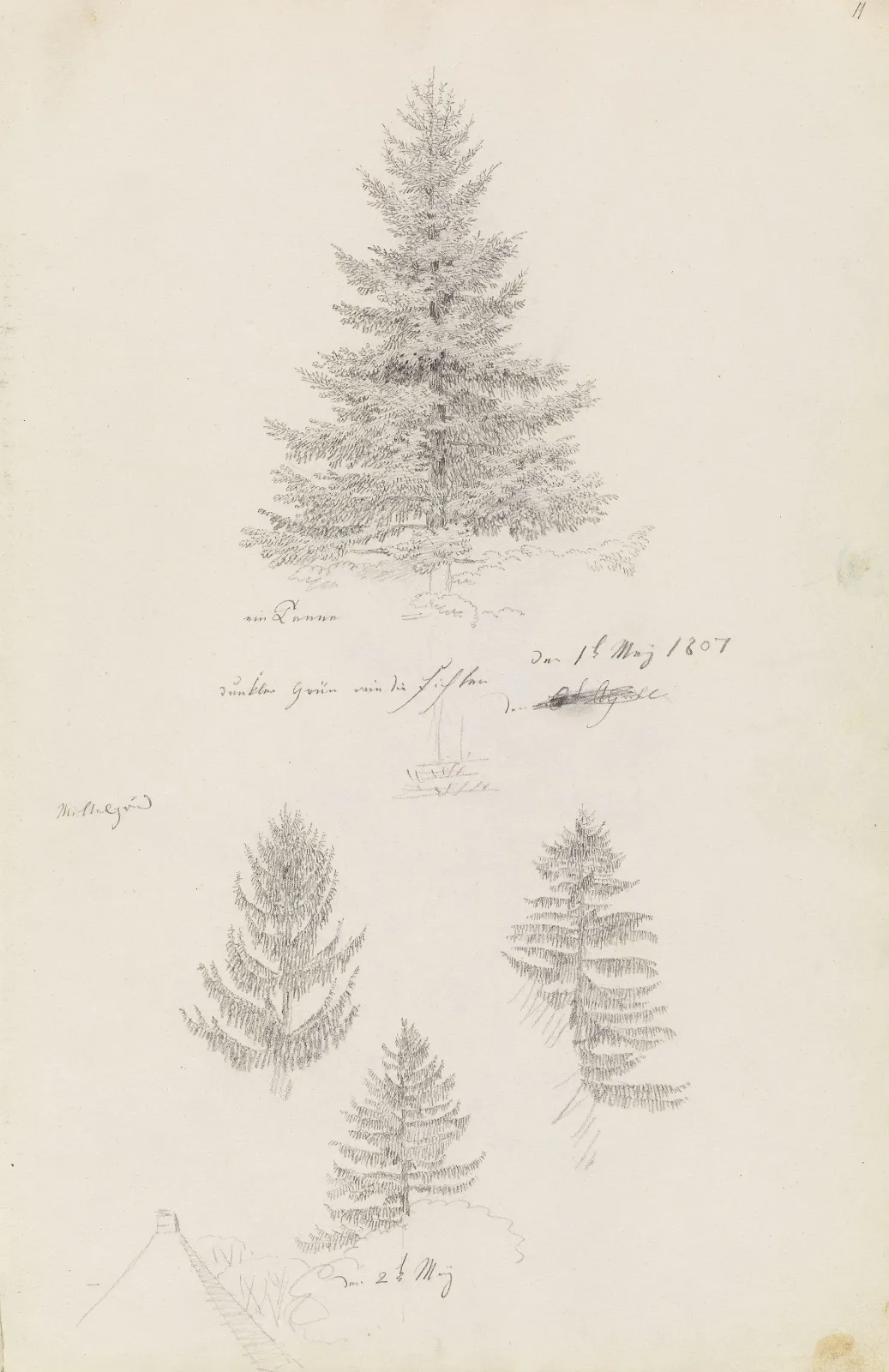 Un sapin et trois études d'épicéas, Caspar David Friedrich