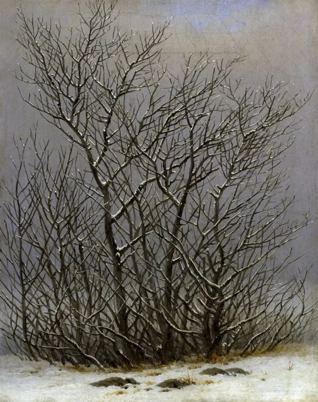 雪をかぶった木々と灌木