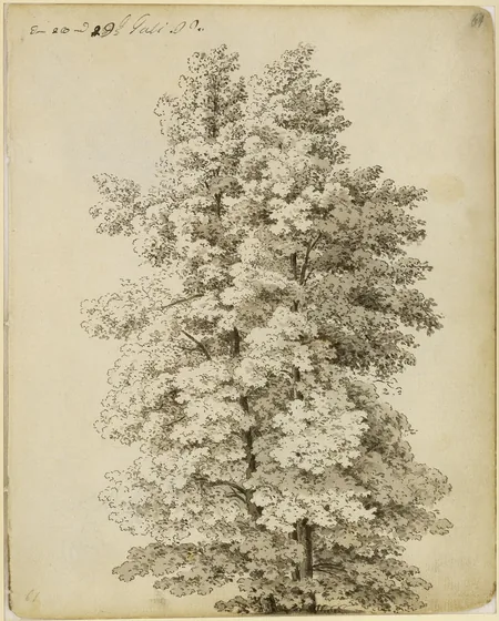 Groupe d'arbres — Caspar David Friedrich