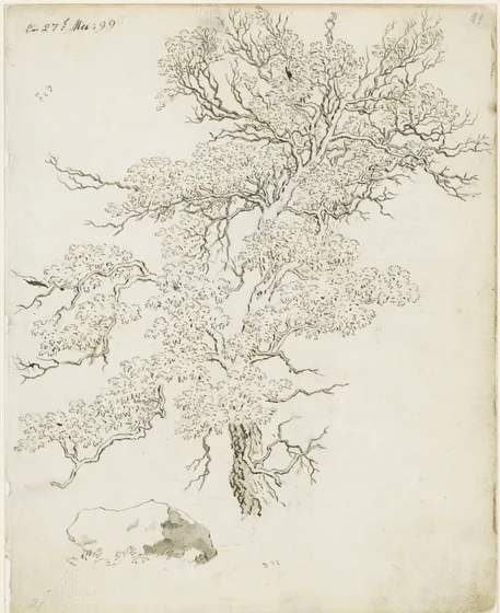 Étude d'arbre, avec un bloc de rocher au-dessous — Caspar David Friedrich