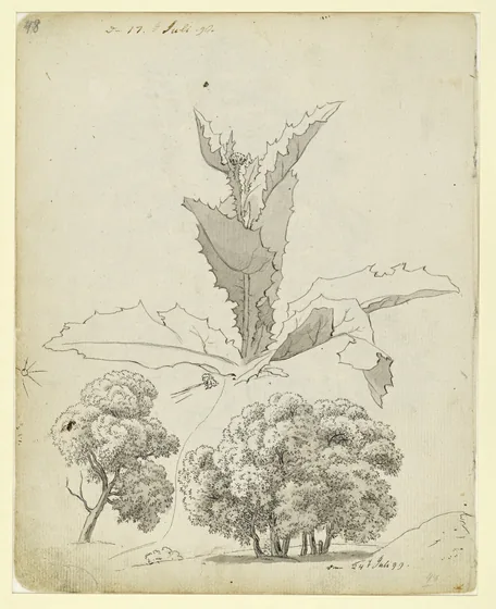Un chardon et deux études d'arbres — Caspar David Friedrich