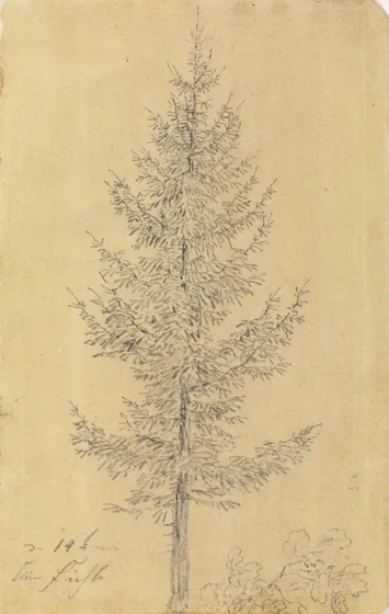 Un petit épicéa — Caspar David Friedrich
