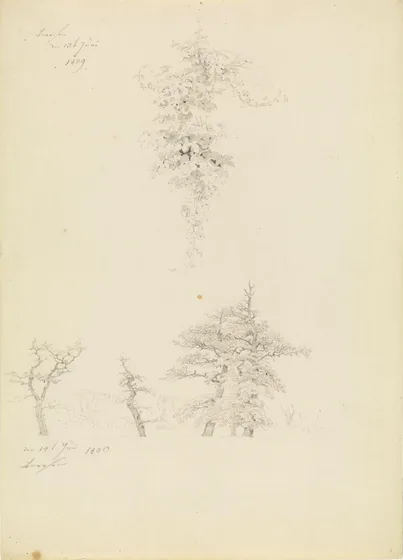 Études de pampres et de hêtres en lisière de forêt — Caspar David Friedrich