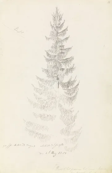 Fichte — Caspar David Friedrich