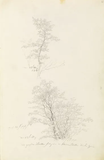 Groupe de jeunes arbres — Caspar David Friedrich