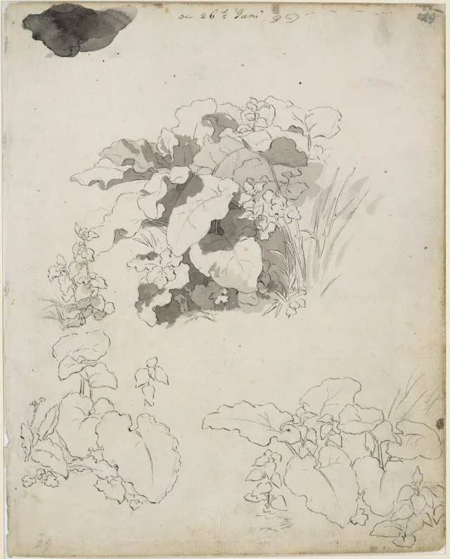 植物と葉の習作