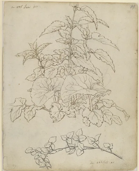 Études de plantes — Caspar David Friedrich