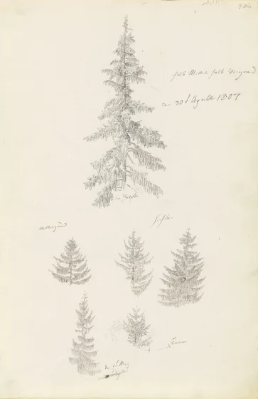 Six études d'épicéas et de sapins — Caspar David Friedrich