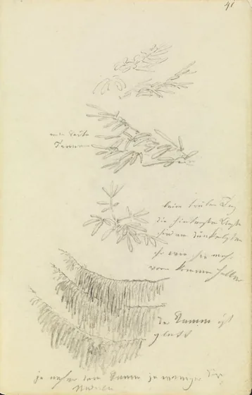 Études de branches de sapin — Caspar David Friedrich