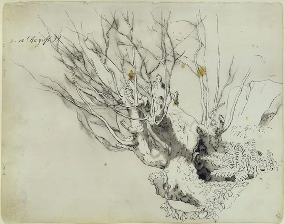 Souche de saule aux jeunes pousses — Caspar David Friedrich