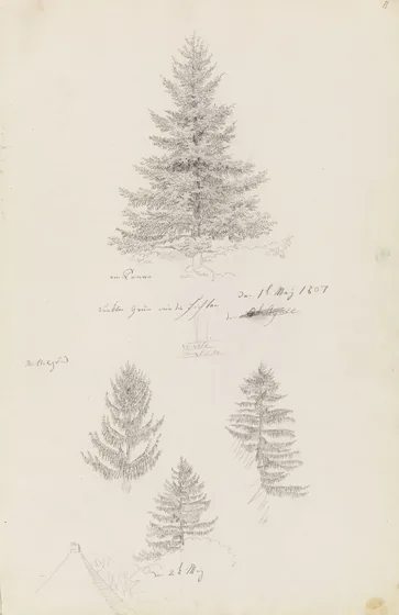 Un sapin et trois études d'épicéas — Caspar David Friedrich