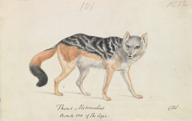 Black-backed Jackal, Charles Hamilton Smith