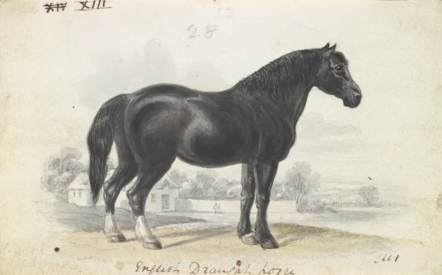 イギリスの荷馬