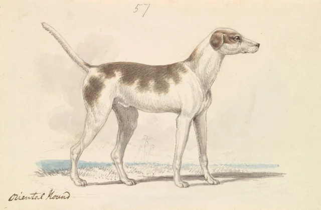 Perro de caza oriental, Charles Hamilton Smith
