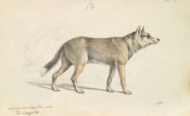 Coyote of Mexico, Charles Hamilton Smith