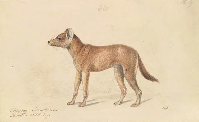 Dhole of Sumatra, Charles Hamilton Smith