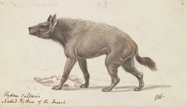 Hiena desnuda de los desiertos de Nubia, Charles Hamilton Smith