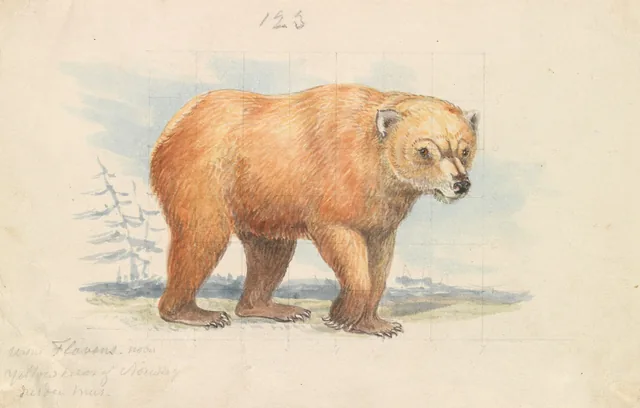 El oso pardo, Charles Hamilton Smith