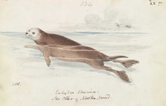 A lontra-marinha