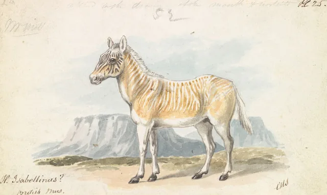 A quaga-isabela