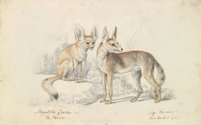 Fennec of Bruce and Red Backed Fennec, Charles Hamilton Smith