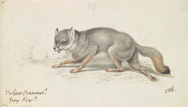 The Gray Fox, Charles Hamilton Smith